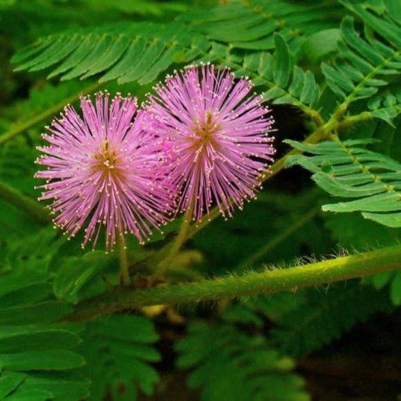 Mimosa tree seeds- 10 pack flowering plant